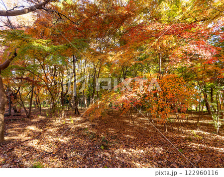 鮮やかな紅葉に彩られた晩秋の美しい林間の景色 122960116