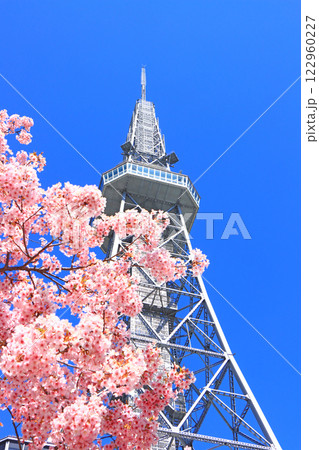 愛知県名古屋市、河津桜と名古屋テレビ塔の風景 122960227