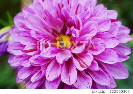 ダリアの花　チョコレートコスモス 122960360