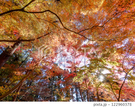 晩秋の秋晴れに映える鮮やかに色づいた紅葉 晩秋の秋晴れに映える鮮やかに色づいた紅葉 122960378