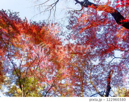 晩秋の秋晴れに映える鮮やかに色づいた紅葉 122960380
