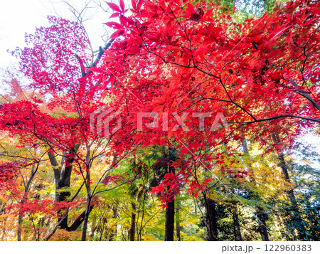 晩秋の秋晴れに映える鮮やかに色づいた紅葉 122960383