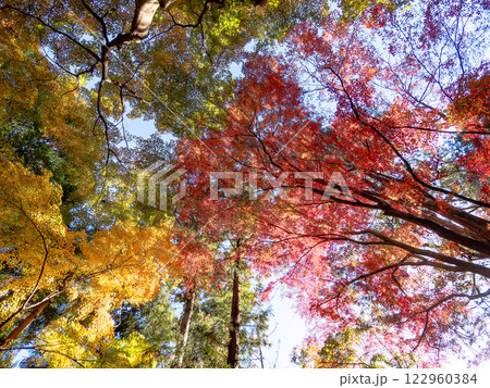 晩秋の秋晴れに映える鮮やかに色づいた紅葉 122960384