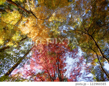 晩秋の秋晴れに映える鮮やかに色づいた紅葉 晩秋の秋晴れに映える鮮やかに色づいた紅葉 122960385
