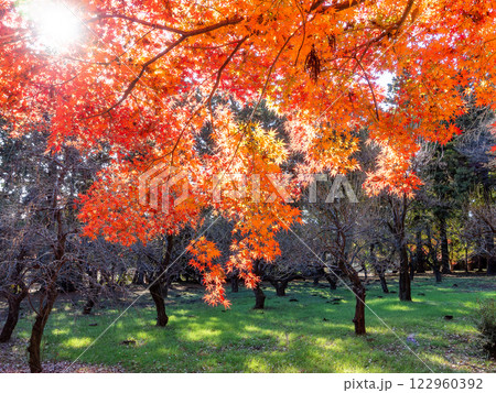晩秋の秋晴れに映える鮮やかに色づいた紅葉 122960392