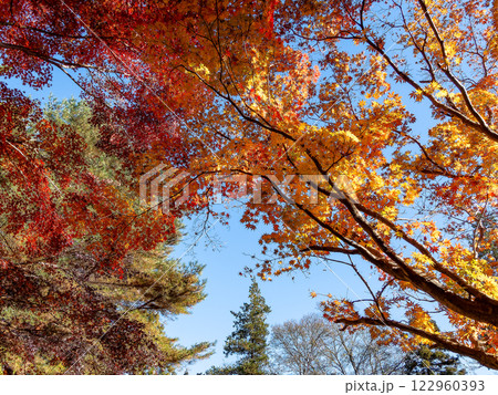晩秋の秋晴れに映える鮮やかに色づいた紅葉 122960393
