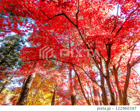 晩秋の秋晴れに映える鮮やかに色づいた紅葉 122960397