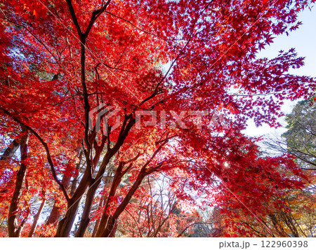 晩秋の秋晴れに映える鮮やかに色づいた紅葉 122960398