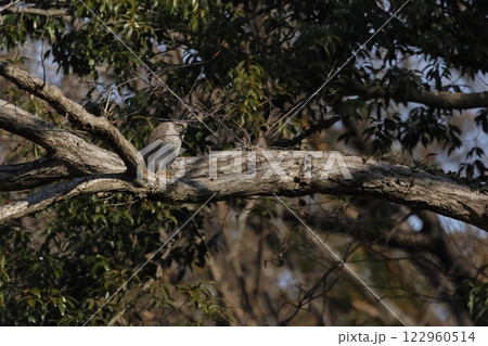 生き物　野鳥　ハイタカ、幼鳥です。胸の横縞は途切れ途切れの太くて粗い斑紋で形作られています 122960514