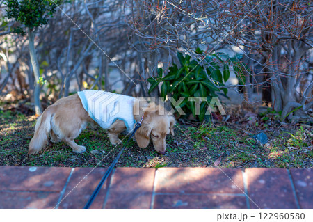 公園で散歩をするダックスフンド 公園で散歩をするダックスフンド 122960580