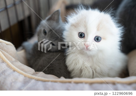 白いスコティシュフォールドとシャルトリューの仔猫 122960696