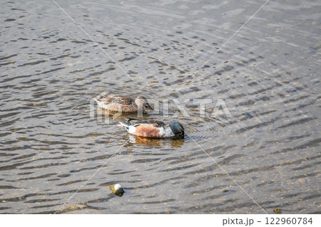 ハシビロガモ 京都賀茂川 ハシビロガモ 京都賀茂川 122960784
