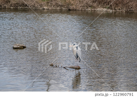アオサギ 京都市鴨川 アオサギ 京都市鴨川 122960791