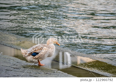 アオクビアヒル（メス）　大阪市堂島川 122960792