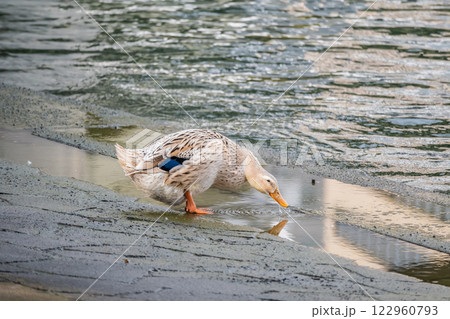 アオクビアヒル(メス) 大阪市堂島川 アオクビアヒル(メス) 大阪市堂島川 122960793