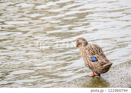 アオクビアヒル（オス）　大阪市堂島川 122960794
