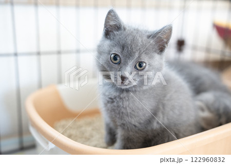 ケージに入ったシャルトリューの仔猫 122960832