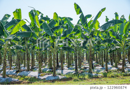 Banana plantation field. Banana trees, belonging to the Musa genus, are tropical plants known for their iconic fruit and large, lush leaves. 122960874