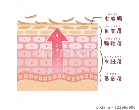 上向きの矢印 肌のターンオーバーの断面図(名前付き) 上向きの矢印 肌のターンオーバーの断面図(名前付き) 122960909