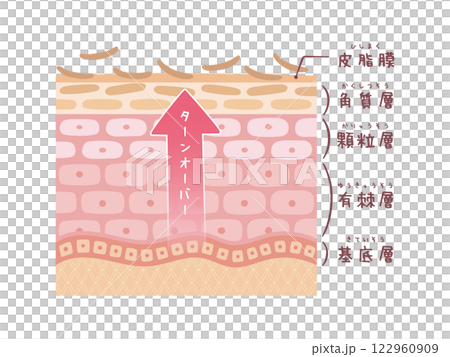 Upward arrow: Cross-section of skin turnover (with names) 122960909