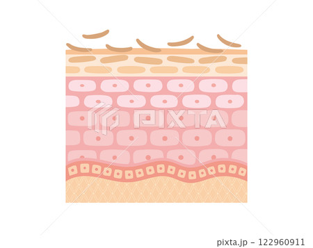 肌のターンオーバーの断面図 122960911