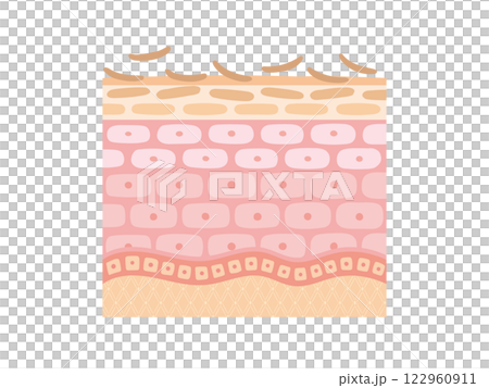 皮膚更新的橫截面 122960911