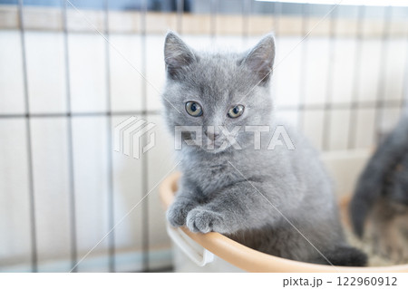 ケージに入ったシャルトリューの仔猫 122960912