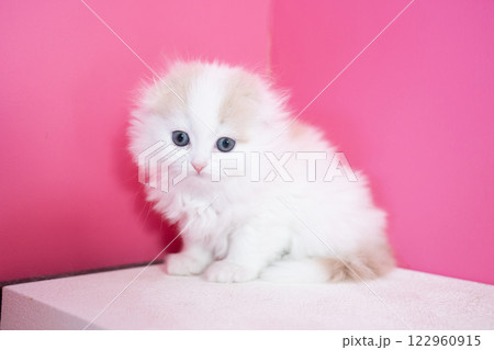 ピンクバックとスコティッシュフォールドの仔猫 ピンクバックとスコティッシュフォールドの仔猫 122960915