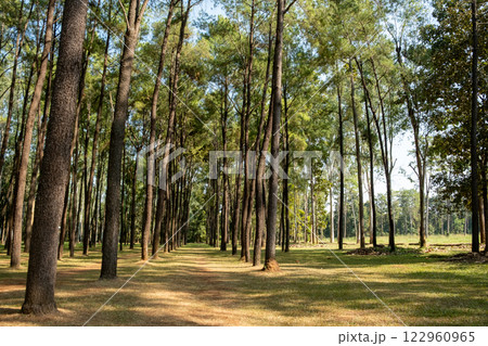 Serene forest landscape at Intakin Silvicultural Research Station in Mae Taeng, Chiang Mai, Thailand. 122960965