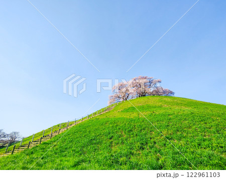 丸墓山古墳の桜（さきたま古墳公園） 122961103