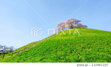 丸墓山古墳の桜(さきたま古墳公園) 丸墓山古墳の桜(さきたま古墳公園) 122961107