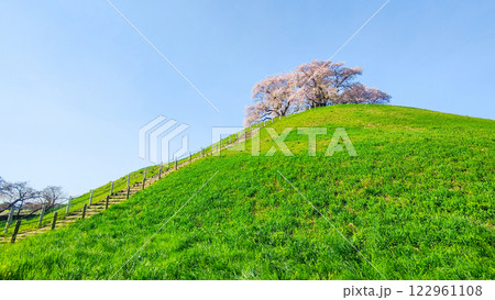 丸墓山古墳の桜（さきたま古墳公園） 122961108