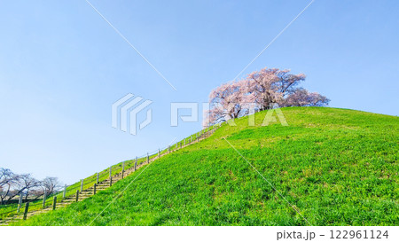 丸墓山古墳の桜(さきたま古墳公園) 丸墓山古墳の桜(さきたま古墳公園) 122961124