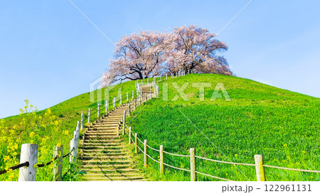 丸墓山古墳の桜(さきたま古墳公園) 丸墓山古墳の桜(さきたま古墳公園) 122961131