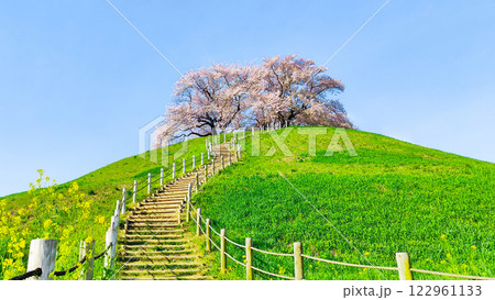 丸墓山古墳の桜(さきたま古墳公園) 丸墓山古墳の桜(さきたま古墳公園) 122961133