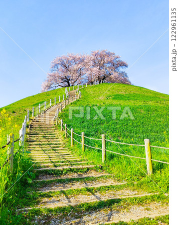丸墓山古墳の桜（さきたま古墳公園） 122961135