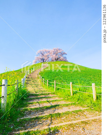 丸墓山古墳の桜（さきたま古墳公園） 122961136
