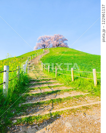 丸墓山古墳の桜（さきたま古墳公園） 122961137