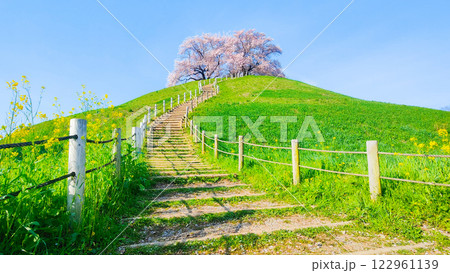 丸墓山古墳の桜（さきたま古墳公園） 122961139