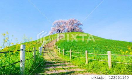 丸墓山古墳の桜（さきたま古墳公園） 122961140