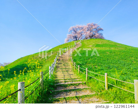 丸墓山古墳の桜(さきたま古墳公園) 丸墓山古墳の桜(さきたま古墳公園) 122961144