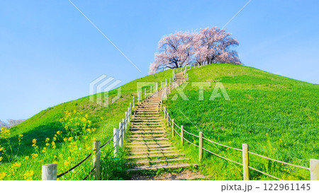 丸墓山古墳の桜(さきたま古墳公園) 丸墓山古墳の桜(さきたま古墳公園) 122961145