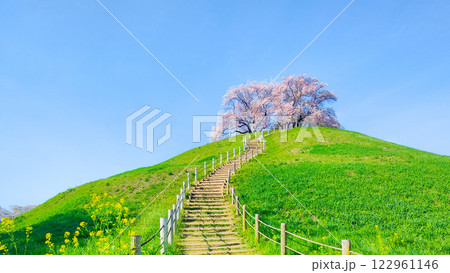 丸墓山古墳の桜(さきたま古墳公園) 丸墓山古墳の桜(さきたま古墳公園) 122961146