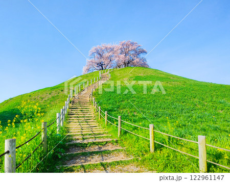 丸墓山古墳の桜（さきたま古墳公園） 122961147