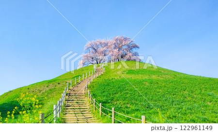 丸墓山古墳の桜(さきたま古墳公園) 丸墓山古墳の桜(さきたま古墳公園) 122961149