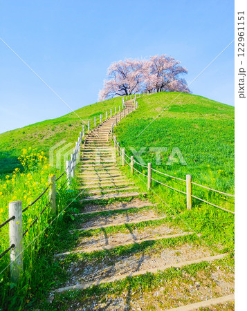 丸墓山古墳の桜(さきたま古墳公園) 丸墓山古墳の桜(さきたま古墳公園) 122961151