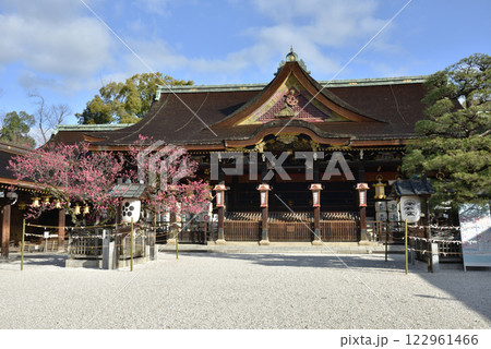 北野天満宮　拝殿と紅梅と松(京都市上京区) 122961466