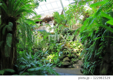 板橋区立熱帯環境植物館　1F 熱帯低地林　 122961529