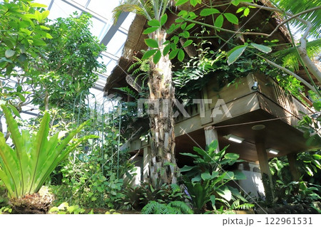 板橋区立熱帯環境植物館 1F 熱帯低地林 板橋区立熱帯環境植物館 1F 熱帯低地林 122961531