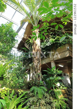 板橋区立熱帯環境植物館 1F 熱帯低地林 板橋区立熱帯環境植物館 1F 熱帯低地林 122961532